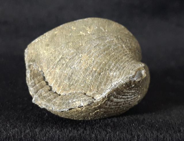 Paraspirifer bownockeri (STEWART 1927) - Bild &copy; FossNet FossilienStore